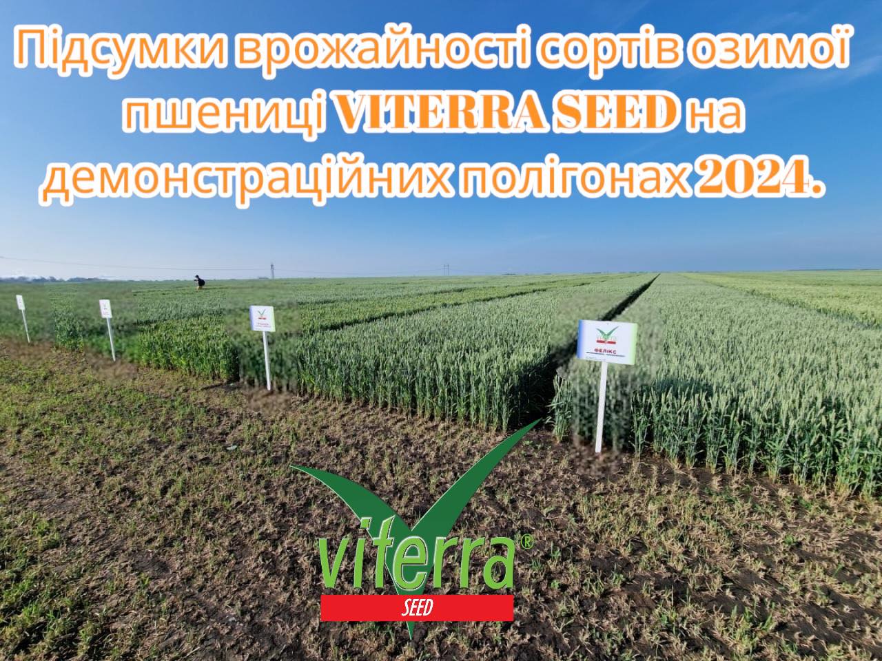 Підсумки врожайності сортів озимої пшениці VITERRA SEED на демонстраційних полігонах 2024