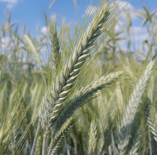 Winter triticale