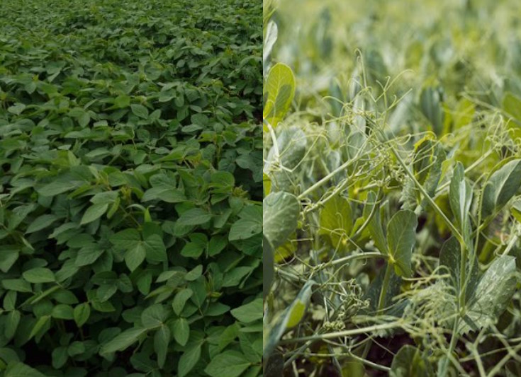 Дакота та Асгард - нові сорти стають доступнішими для нашого фермера!